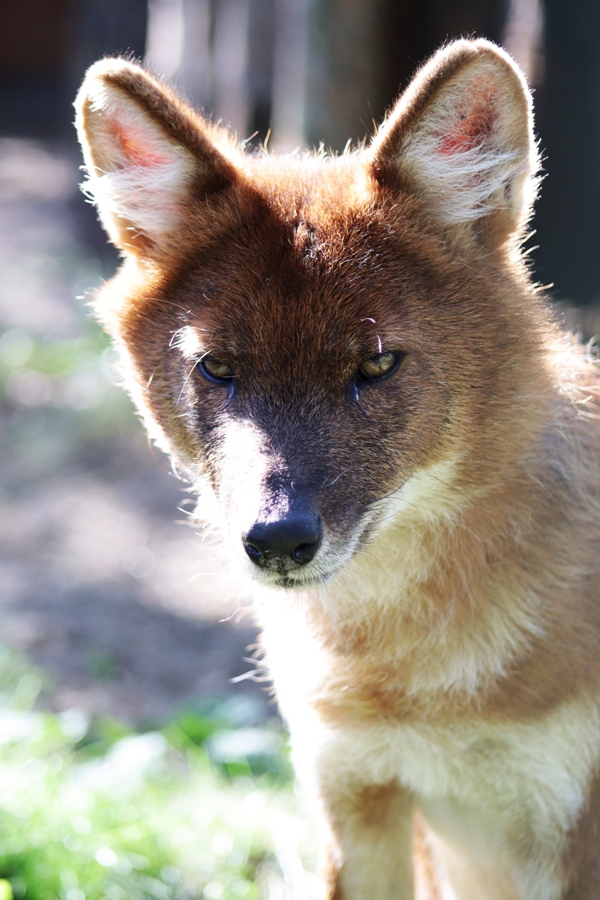FOX
