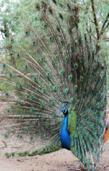 PAVLIN