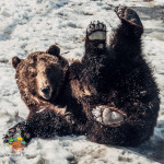 Медведи Ума и Топа проснулись!