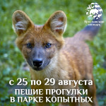 С 25 по 29 августа в Парке копытных осуществляются только пешие прогулки