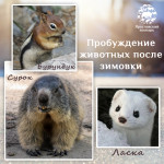 Пробуждение животных после зимовки