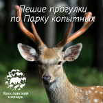 Только сегодня: «Пешком по Парку копытных»!