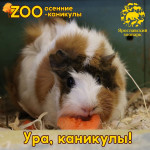 Осенние ZOO-каникулы!