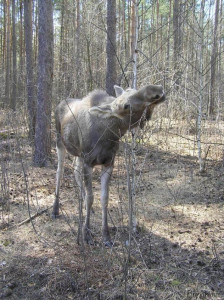 Лось