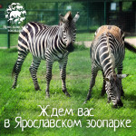 Проведите выходные в зоопарке!