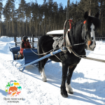 Катание на санях в Парке копытных!