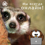 Ярославский зоопарк всегда онлайн!