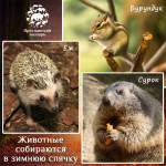 Животные готовятся к спячке